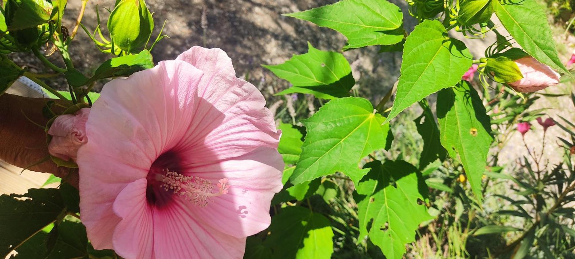 فندق Le Frangipanier Le Barroux المظهر الخارجي الصورة